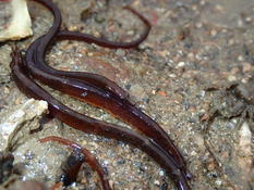 Reproduction Nerophis lombric
