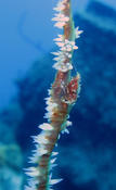 Reproduction Stichopathes lutkeni