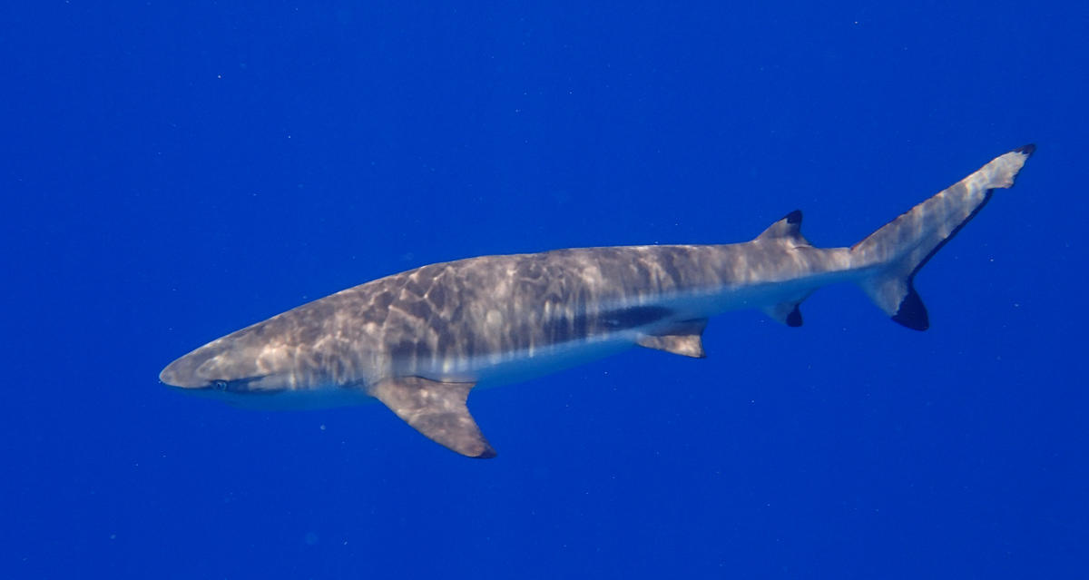 Requin a pointe noire sans dorsale