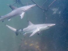 Requin bordé?