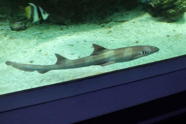 Requin chabot