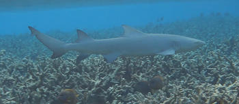 Requin citron faucille?