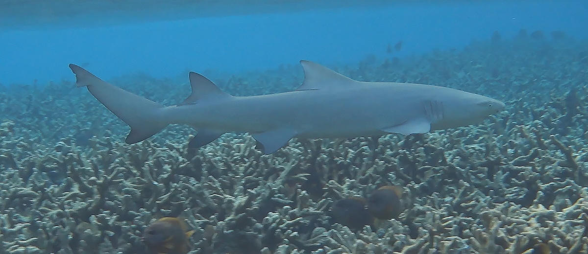 Requin citron faucille?