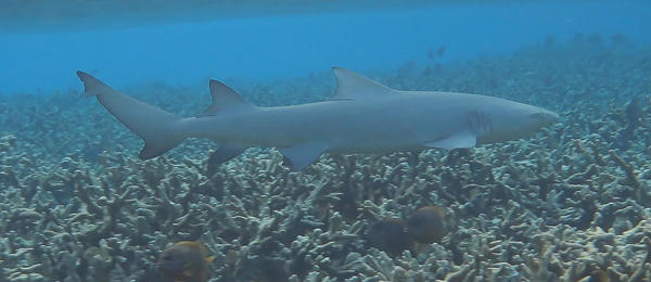 Requin citron faucille?