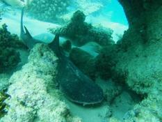 Requin corail ???