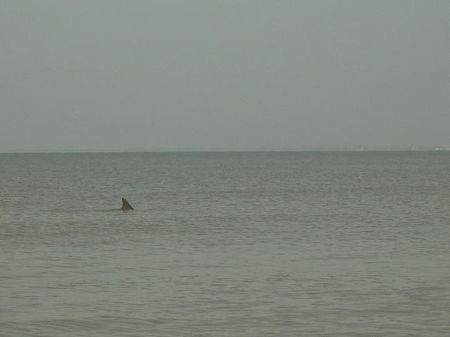 Requin, dauphin ? quelle espèce ?