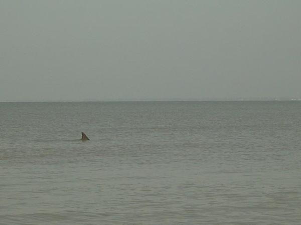 Requin, dauphin ? quelle espèce ?