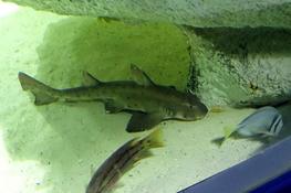 Requin dormeur ?