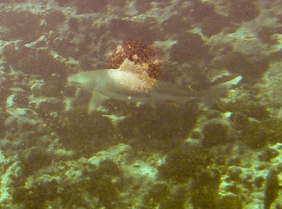 <p>Bonjour Jean-Michel,</p><p>en y regardant de plus près, il me semble bien distinguer une "Pointe Noire" du Requin de même nom</p><p>Cordialement...