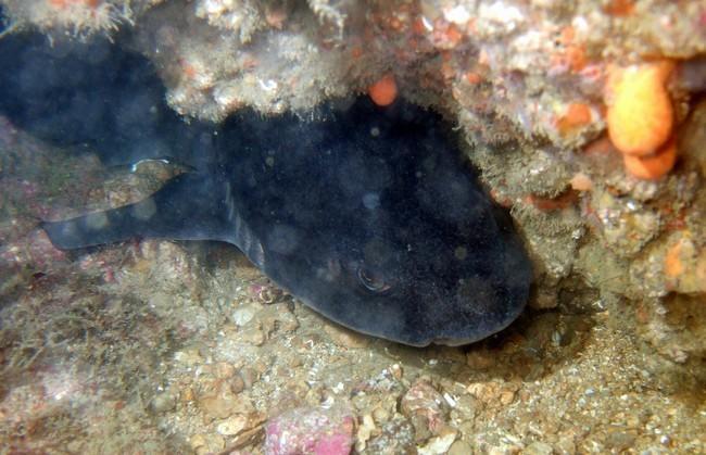 Ah mais par contre Ginglymostoma cirratum n'a que quatre fente branchiales, alors que notre requin de la truballe en a visiblement cinq... ça ne co...