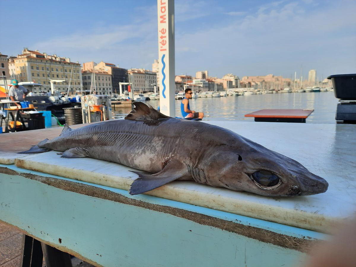 Requin squaliforme du port de Marseille