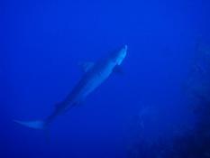 Requin Tigre à Safaga