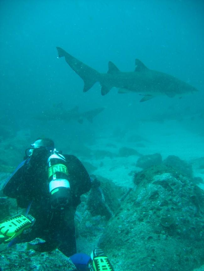 Bonjour,<br />pour info, en australie, et plus particulièrement dans le New South Wales (Etat de Sydney) les requins taureau sont très protégé et l...