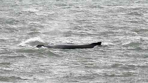 RéseauDORIS  Appel à témoins Baleine à bosse en Manche