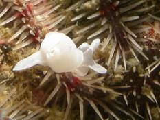 RéseauDORIS : Atlas/Almanach des limaces de mer en Bretagne