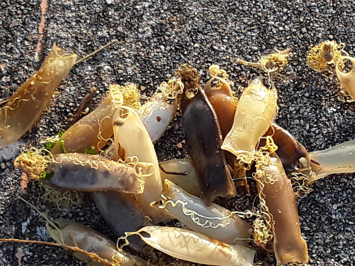 <p>Voici les capsules d'oeufs de roussette trouvées sur la plage de la grande côte a Saint Palais en Charente Maritime <br></p>