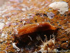 RéseauDORIS : Chelidonura fulvipunctata