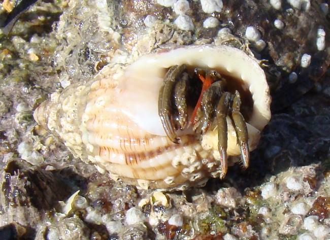 Dans un récent lot de photos reçues pour identification de crustacés figure un spécimen de Clibanarius (ci-contre) observé en Bretagne Nord l'an pa...