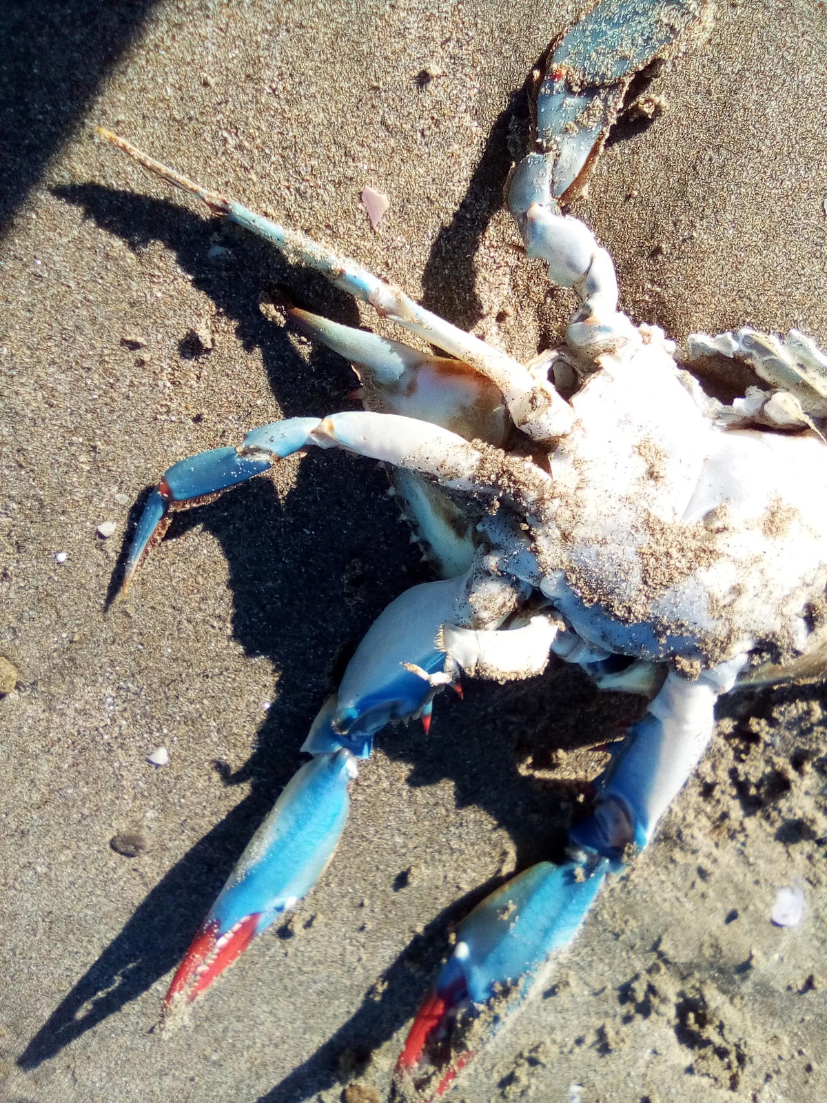 <p>bonjour nous avons trouvé un crabe bleu femelle. il était mort.<br>taille 21 cm <br>lieu plage, fond sable<br>nous disposons de clichés de l'aut...