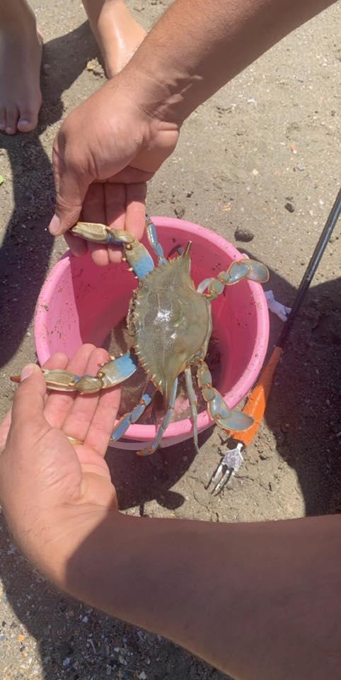 <p>c est a VIAS  herault  03 aout 2019 un crabe bleu </p>
