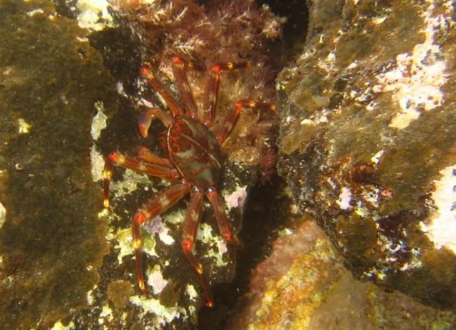 RéseauDORIS crabe plat Percnon gibbesi en Méditerranée