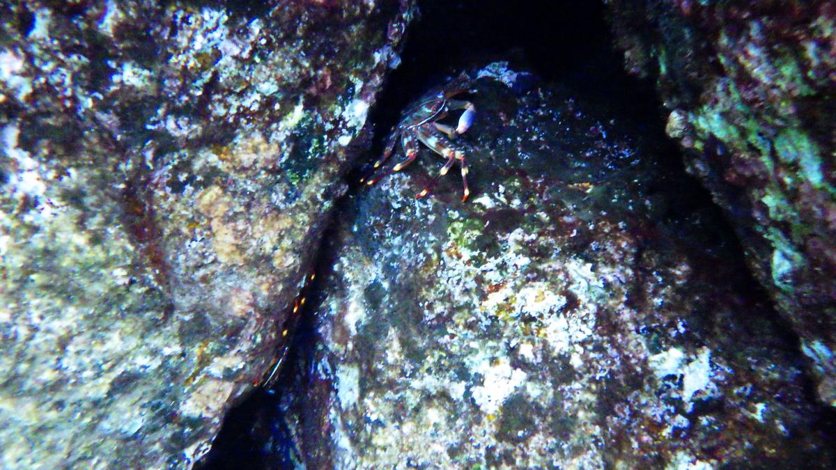<p>Bonjour</p><p><br></p><p>voici 2 nouveaux sites de signalement: </p><p>le 1° se situe au niveaux des rochers du port du Poussaï St Raphaël où un...