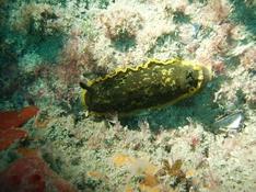 RéseauDORIS Dendrodoris limbata en Manche-Atlantique