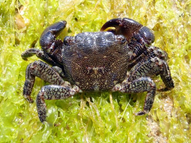 RéseauDORIS : distribution Pachygrapsus marmoratus