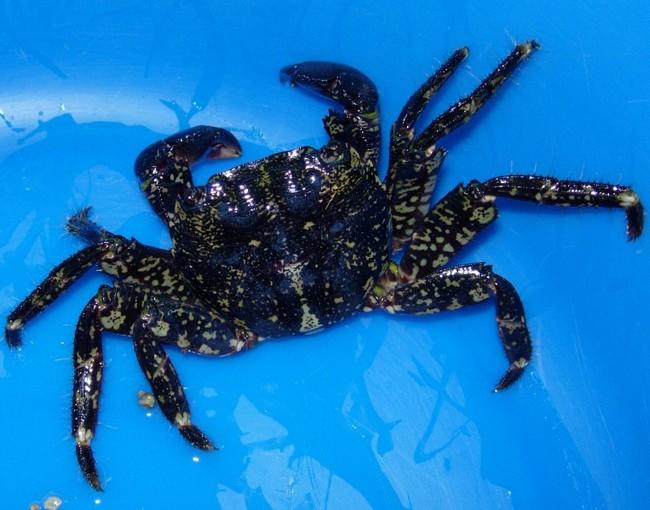 Bonsoir,<br /><br />Pour information, nouvelle observation d'un crabe marbré aujourd'hui, à Perros-Guirec, sur la côte de granite rose (Côtes d'Arm...