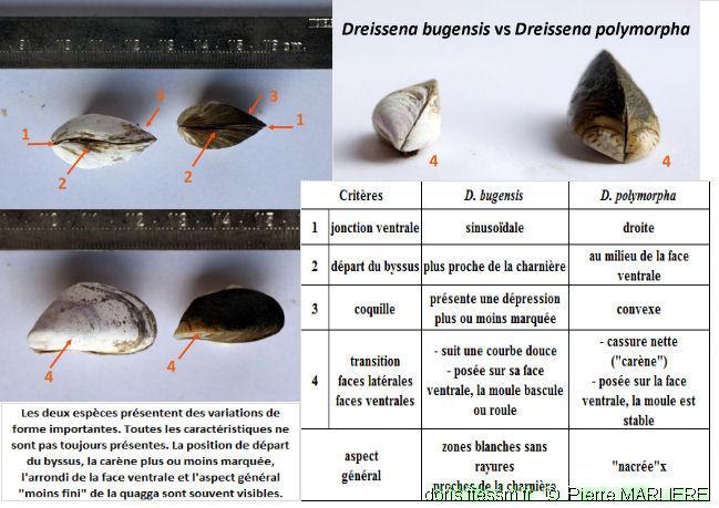 RéseauDORIS - eau douce : moule quagga Dreissena bugensis