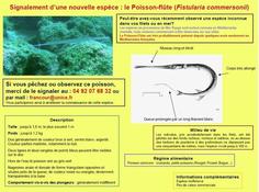 RéseauDORIS Fistularia Méditerranée