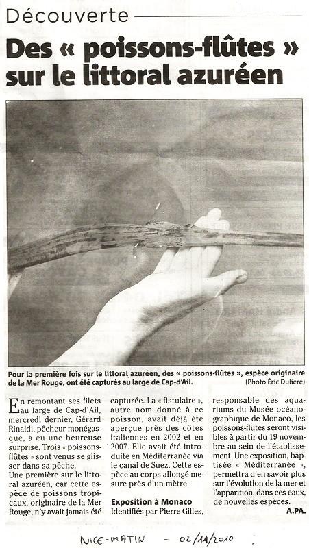 Un article sur le sujet paru dans le quotidien régional, Nice-Matin, le 02/11/2010.<br />Première (?) pêche de poissons-flûtes sur la Côte d'Azur...