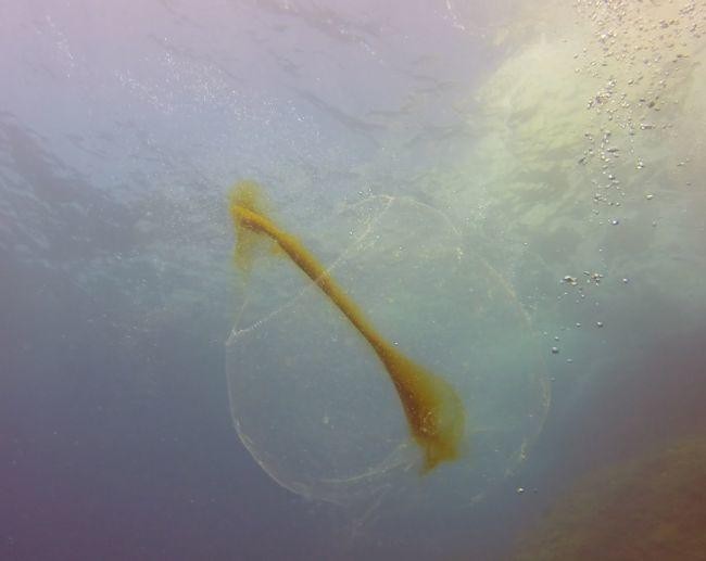 J'ai pu observer et filmer une Grande Sphère Transparente de Méditerranée le 15 août 2014 vers midi à environ 5m de profondeur au dessus du tombant...