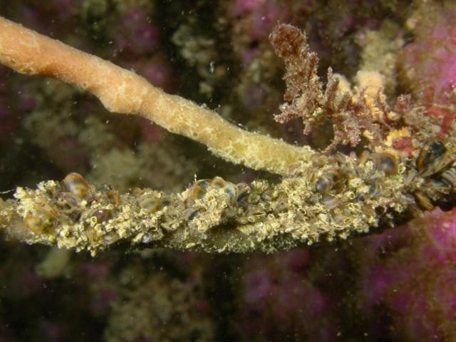 éponge Chaline couverte de jeunes moules et crustacés (jassa sp ?)