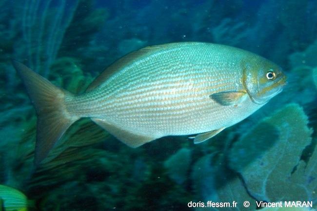 RéseauDORIS Kyphosus en Méditerranée