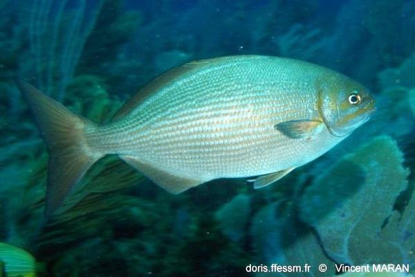 RéseauDORIS Kyphosus en Méditerranée