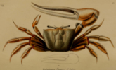  RéseauDORIS Le crabe violoniste de Tanger arrive en France