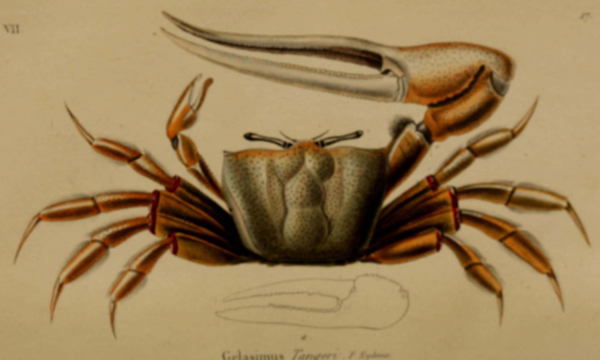  RéseauDORIS Le crabe violoniste de Tanger arrive en France