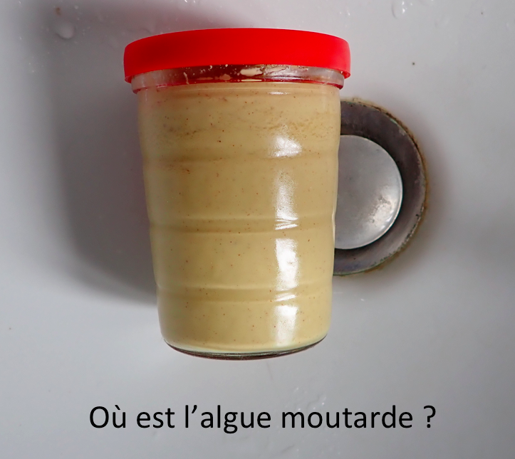 RéseauDORIS : Mais où est donc l’algue moutarde?