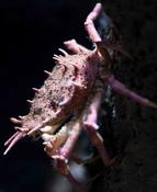 RéseauDORIS : Nouvelle araignée de mer