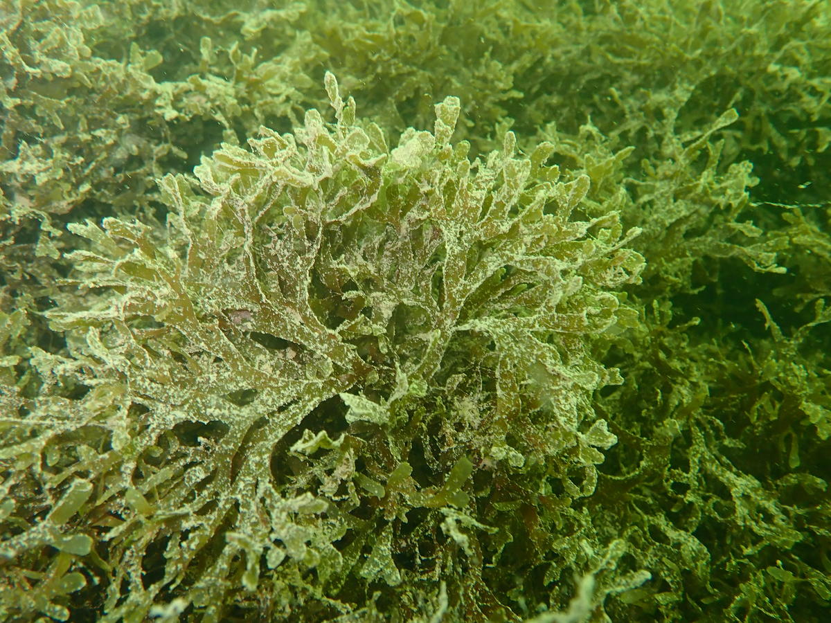 <p>Tout le fond, après 4/5 m, était envahit par cette algue.</p><p>barge-anse_de_Carteau-Port-st-louis-du-Rhone-5m-12052021-FredANDRE-118</p>