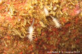 RéseauDORIS  Observations d'éponges carnivores