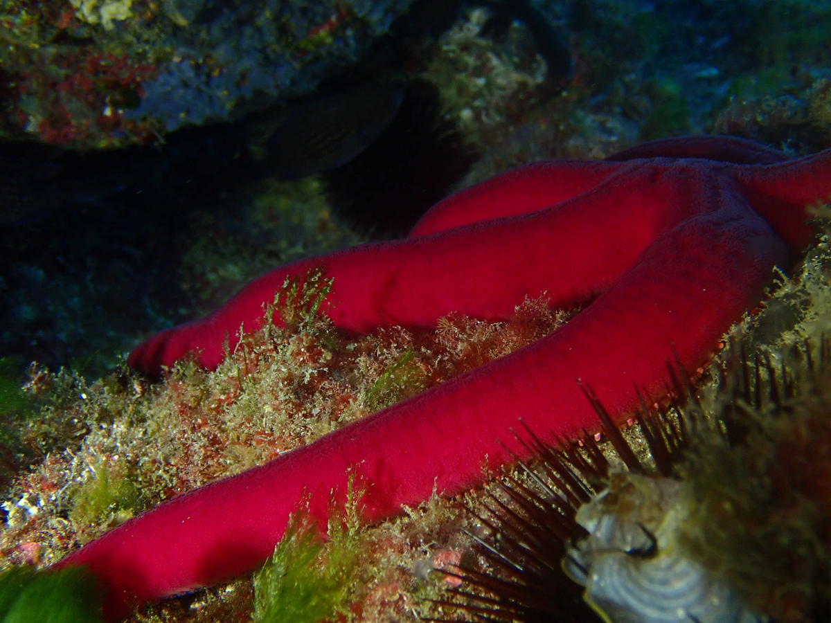 <p>Bonjour, j'ai observé une étoile de mer violette aujourd'hui dans une faille, sous la bouée du site Miro près de La Fourmigue au large de la bai...