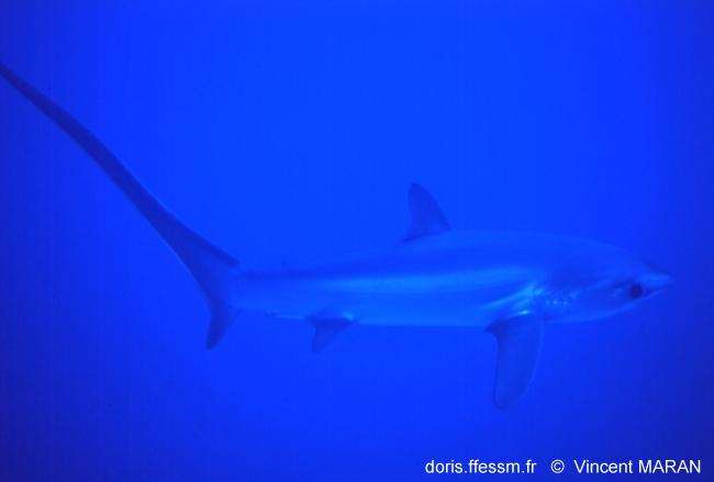 RéseauDORIS Photos et vidéos de Requins recherchées
