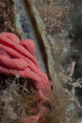 RéseauDORIS -  Pinna Nobilis - Suivi evolution du parasite mortel