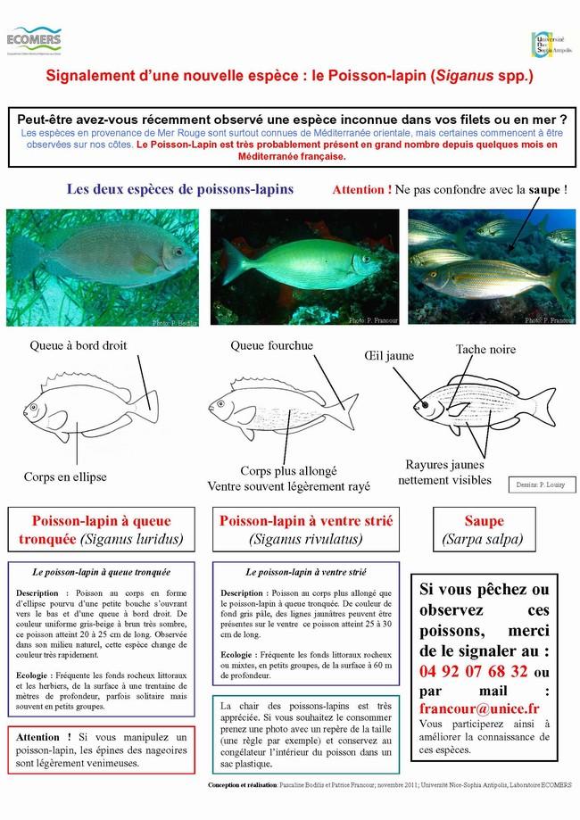Bonjour,<br /><br />Suite à l'observation d'une centaine de poissons-lapins <em>Siganus</em> sp. au Lido à Villefranche-sur-Mer (Alpes-Maritimes) l...