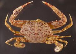 RéseauDORIS Portunus hastatus