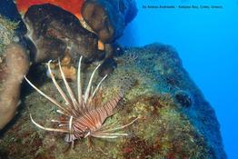 RéseauDORIS Pterois miles en Méditerranée