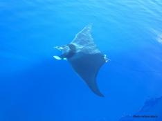 RéseauDORIS : Recensement requins et raies de Méditerranée