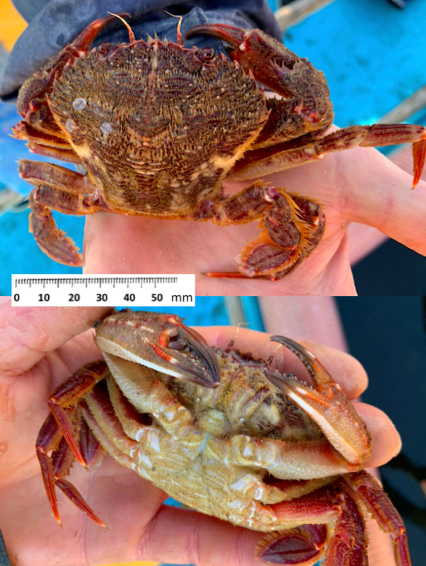 RéseauDORIS Recherche ce crabe dans les étangs littoraux méditerranéens